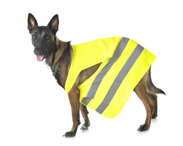 What are the best locations in the UK for experiencing traditional sheepdog demonstrations?